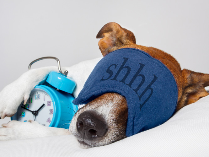 sleepingdog